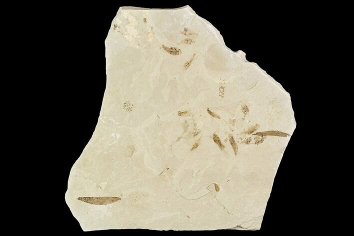Fossil Willow, Mimosites, And Crickets- Green River Formation, Utah #111377